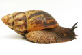 Archachatina marginata ssp. Cameroon 6 adult